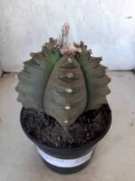 ASTROPHYTUM cv KIKKO   Nº 209 – vaso 15 - Imagem 14