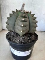 ASTROPHYTUM cv KIKKO   Nº 209 – vaso 15 - Imagem 13