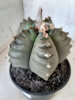 ASTROPHYTUM cv KIKKO   Nº 209 – vaso 15 - Imagem 12