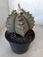 ASTROPHYTUM cv KIKKO   Nº 209 – vaso 15 - Imagem 11