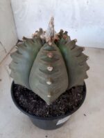 ASTROPHYTUM cv KIKKO   Nº 209 – vaso 15 - Imagem 7