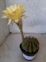 Cacto Lobivia Haematantha Nº 22 - vaso 11 - Imagem 2