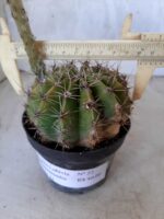 Cacto Lobivia Haematantha Nº 22 - vaso 11 - Imagem 4