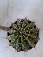 Cacto Lobivia Haematantha Nº 22 - vaso 11 - Imagem 12