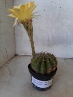 Cacto Lobivia Haematantha Nº 22 - vaso 11 - Imagem 6