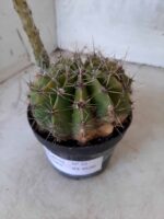 Cacto Lobivia Haematantha Nº 22 - vaso 11 - Imagem 7