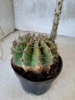 Cacto Lobivia Haematantha Nº 22 - vaso 11 - Imagem 9