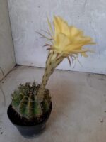 Cacto Lobivia Haematantha Nº 22 - vaso 11 - Imagem 10