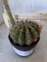 Cacto Lobivia Haematantha Nº 22 - vaso 11 - Imagem 11