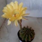 Cacto Lobivia Haematantha Nº 23 - vaso 11