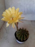 Cacto Lobivia Haematantha Nº 22 - vaso 11