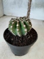 Cacto Lobivia Haematantha Nº 23 - vaso 11 - Imagem 9