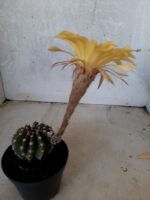 Cacto Lobivia Haematantha Nº 23 - vaso 11 - Imagem 8