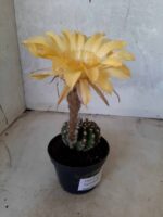 Cacto Lobivia Haematantha Nº 23 - vaso 11 - Imagem 7