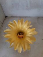 Cacto Lobivia Haematantha Nº 23 - vaso 11 - Imagem 5