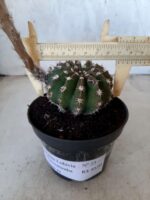 Cacto Lobivia Haematantha Nº 23 - vaso 11 - Imagem 4