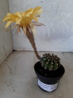 Cacto Lobivia Haematantha Nº 23 - vaso 11 - Imagem 14