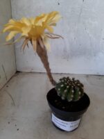 Cacto Lobivia Haematantha Nº 23 - vaso 11 - Imagem 6