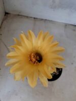 Cacto Lobivia Haematantha Nº 23 - vaso 11 - Imagem 3