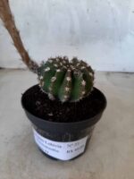 Cacto Lobivia Haematantha Nº 23 - vaso 11 - Imagem 13