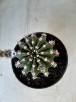 Cacto Lobivia Haematantha Nº 23 - vaso 11 - Imagem 12