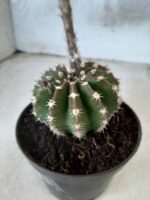 Cacto Lobivia Haematantha Nº 23 - vaso 11 - Imagem 10