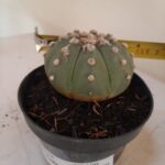 ASTROPHYTUM ASTERIAS "Nudum"  Nº 100 – vaso 11