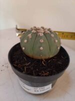 ASTROPHYTUM ASTERIAS "Nudum"  Nº 100 – vaso 11