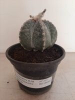 ASTROPHYTUM MYRIOSTIGMA  -  Nº 213 – vaso 15 - Imagem 2