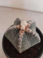 ASTROPHYTUM MYRIOSTIGMA  -  Nº 213 – vaso 15 - Imagem 5