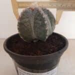 ASTROPHYTUM MYRIOSTIGMA  -  Nº 213 – vaso 15