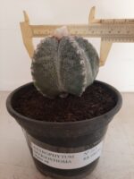 ASTROPHYTUM MYRIOSTIGMA  -  Nº 213 – vaso 15
