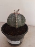 ASTROPHYTUM MYRIOSTIGMA  -  Nº 213 – vaso 15 - Imagem 11