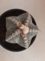 ASTROPHYTUM MYRIOSTIGMA  -  Nº 213 – vaso 15 - Imagem 3