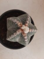 ASTROPHYTUM MYRIOSTIGMA  -  Nº 213 – vaso 15 - Imagem 10