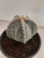 ASTROPHYTUM MYRIOSTIGMA  -  Nº 213 – vaso 15 - Imagem 9