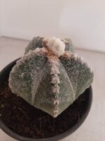 ASTROPHYTUM MYRIOSTIGMA  -  Nº 213 – vaso 15 - Imagem 8