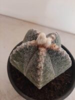 ASTROPHYTUM MYRIOSTIGMA  -  Nº 213 – vaso 15 - Imagem 6