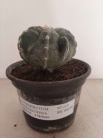 ASTROPHYTUM MYRIOSTIGMA "4 QUINAS"  -  Nº 212 – vaso 15 - Imagem 2