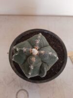 ASTROPHYTUM MYRIOSTIGMA "4 QUINAS"  -  Nº 212 – vaso 15 - Imagem 5