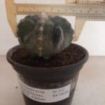ASTROPHYTUM MYRIOSTIGMA "4 QUINAS"  -  Nº 212 – vaso 15