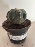 ASTROPHYTUM MYRIOSTIGMA "4 QUINAS"  -  Nº 212 – vaso 15 - Imagem 12