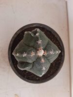 ASTROPHYTUM MYRIOSTIGMA "4 QUINAS"  -  Nº 212 – vaso 15 - Imagem 3