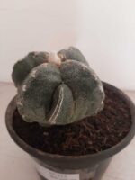 ASTROPHYTUM MYRIOSTIGMA "4 QUINAS"  -  Nº 212 – vaso 15 - Imagem 10