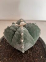 ASTROPHYTUM MYRIOSTIGMA "4 QUINAS"  -  Nº 212 – vaso 15 - Imagem 8