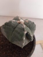 ASTROPHYTUM MYRIOSTIGMA "4 QUINAS"  -  Nº 212 – vaso 15 - Imagem 7