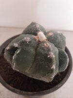 ASTROPHYTUM MYRIOSTIGMA "4 QUINAS"  -  Nº 212 – vaso 15 - Imagem 6