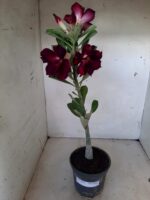 Planta Dobrada 1814 – 30cm – 01 ano - Imagem 5