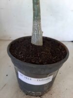 Planta Dobrada 1814 – 30cm – 01 ano - Imagem 8