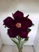 Planta Dobrada 1814 – 30cm – 01 ano